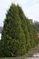 Thuja occidentalis Aureospicata IMG_6285_1 Żywotnik zachodni